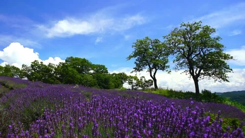 Lavender Fields, Groves, and Flowing Clouds Stock Footage 333185373