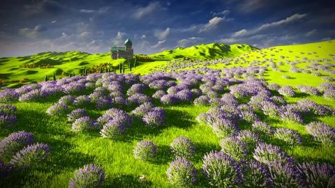 Lavender fields Illustrazione stock