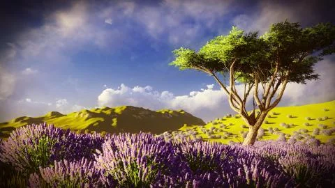 Lavender fields 스톡 일러스트