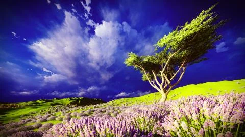 Lavender fields Stock Illustration