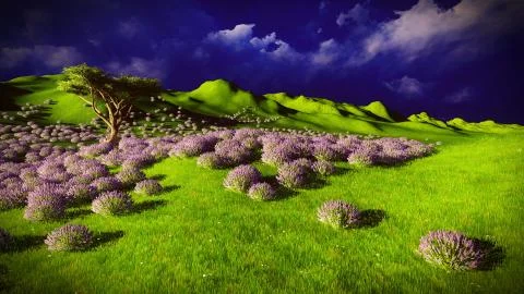 Lavender fields Stock Illustration