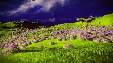 Lavender fields Stock Illustration