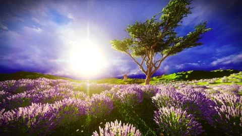 Lavender fields Stock Illustration