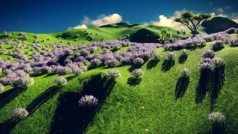 Lavender fields Stock Illustration