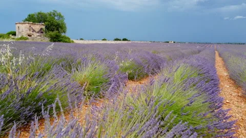 Lavender fields in June 動画素材 200428796