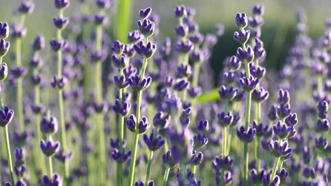 Lavender fields. Lavender flowers sway gently in the breeze, in the warm sunset Stock-Footage 240293687