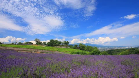 Lavender Fields, Mount Asama, and Scalloped Clouds 스톡 동영상 330514401