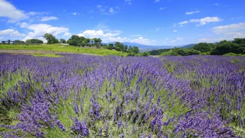 Lavender Fields, Mount Asama, and Flowing Clouds Stock Footage 333174710