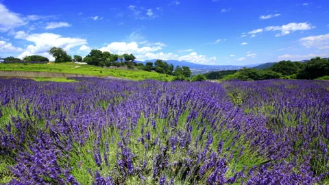 Lavender Fields, Mount Asama, and Flowing Clouds Stock Footage 333180437