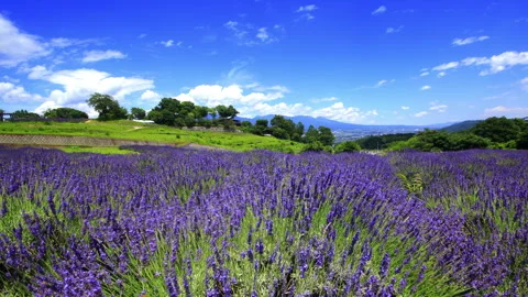 Lavender Fields, Mount Asama, and Flowing Clouds Vídeos de archivo 333180446