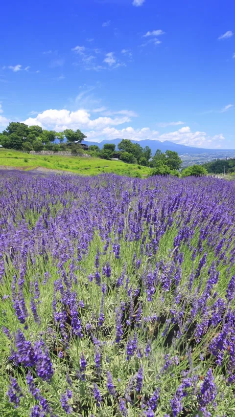 Lavender Fields, Mount Asama, and Flowing Clouds Stock Footage 333218743