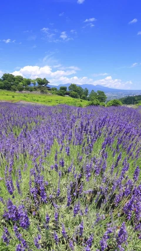 Lavender Fields, Mount Asama, and Flowing Clouds Stock Footage 333218749