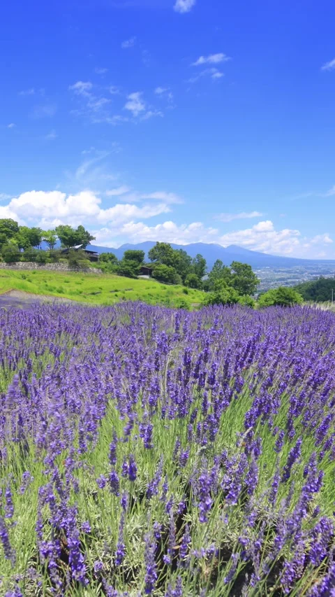 Lavender Fields, Mount Asama, and Flowing Clouds Stock Footage 333218756