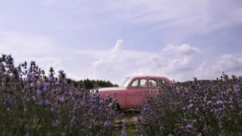 Lavender fields on mountains in the background, a place of rest 写真素材