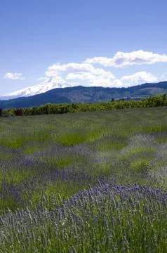 Lavender fields with mt hood Foto stock