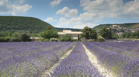 Lavender fields near to Banon Stock Footage 11519978