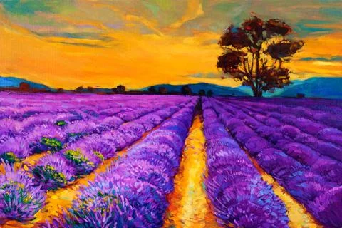Lavender fields Stock Photos