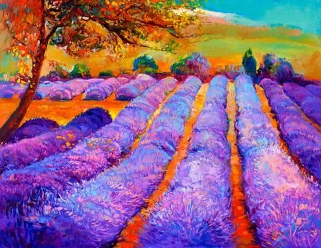 Lavender fields Stock Photos