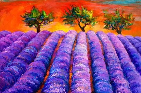 Lavender fields Stock Photos