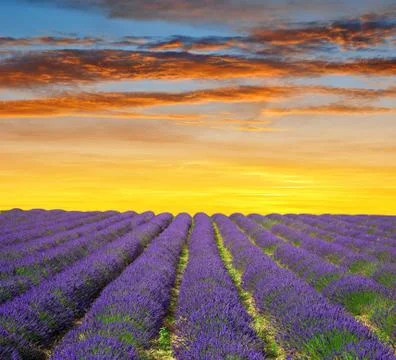 Lavender fields Stock Photos
