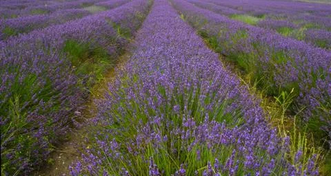 Lavender Fields Stock Photos