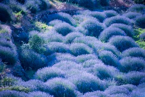 Lavender fields Stock Photos