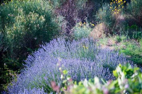 Lavender fields Stock Photos