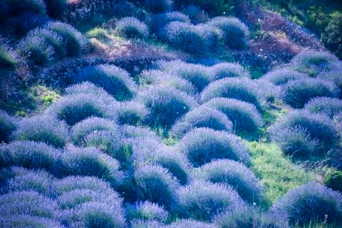 Lavender fields Stock Photos