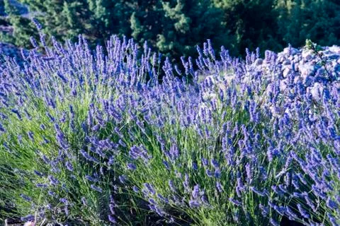 Lavender fields Stock Photos