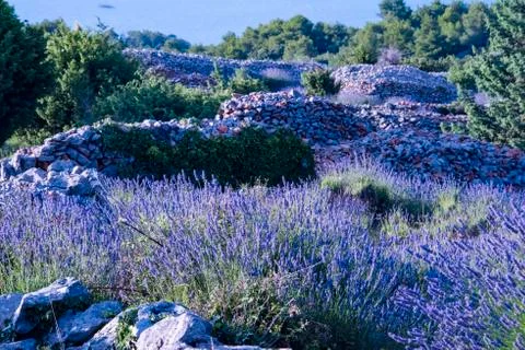 Lavender fields Stock Photos