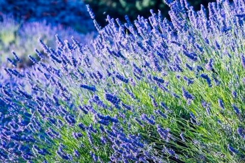 Lavender fields Stock Photos
