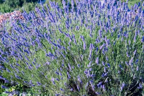 Lavender fields Stock Photos