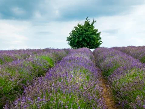 Lavender Fields Stock Photos