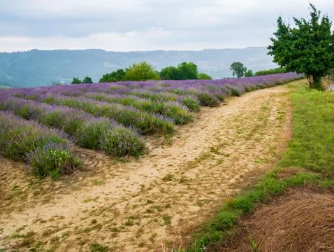 Lavender Fields Stock Photos