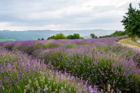 Lavender Fields Stock Photos