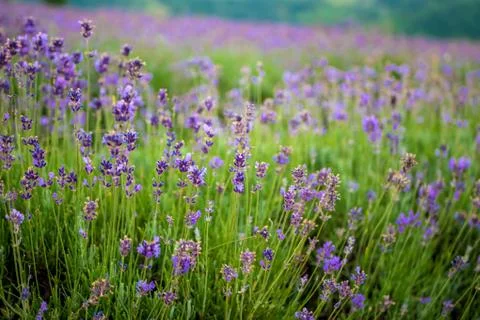 Lavender Fields Stock Photos