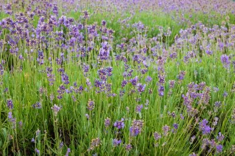 Lavender Fields Stock Photos