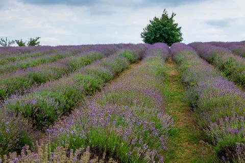 Lavender Fields Stock Photos