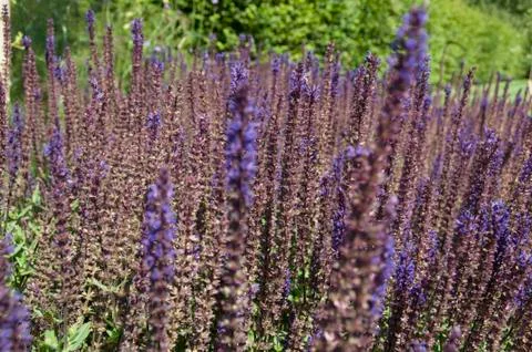 Lavender Fields Stock Photos