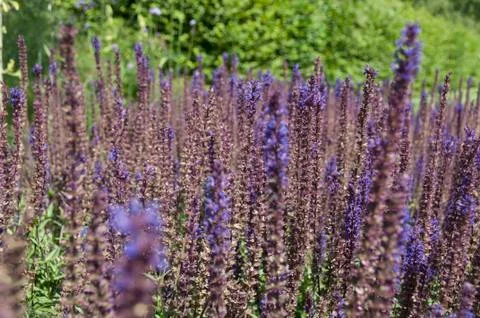 Lavender Fields Stock Photos