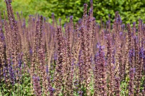 Lavender Fields Stock Photos