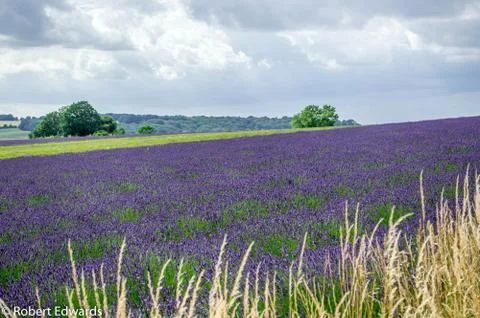 Lavender Fields Stock Photos