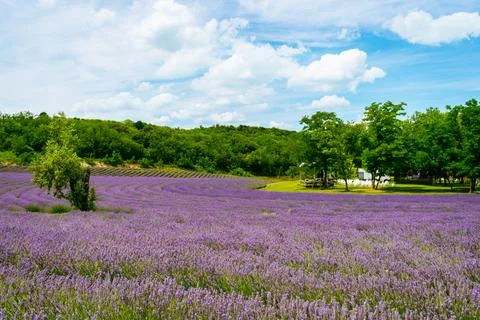 The lavender fields  Stock Photos