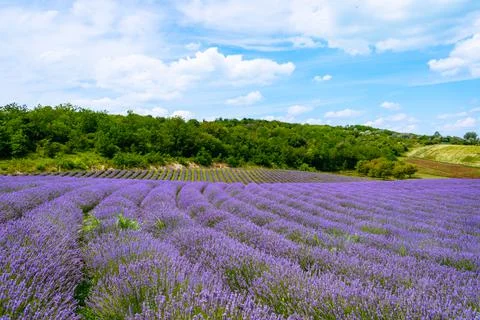 The lavender fields  Stock Photos