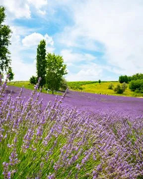 The lavender fields  Stock Photos