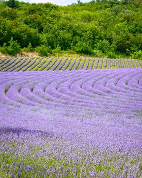 The lavender fields  Stock Photos
