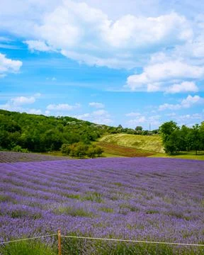 The lavender fields  Foto stock