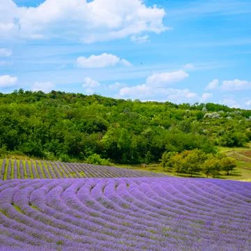 The lavender fields  Stock Photos