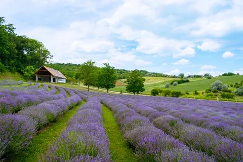 The lavender fields  Stock Photos