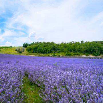 The lavender fields  Stock Photos